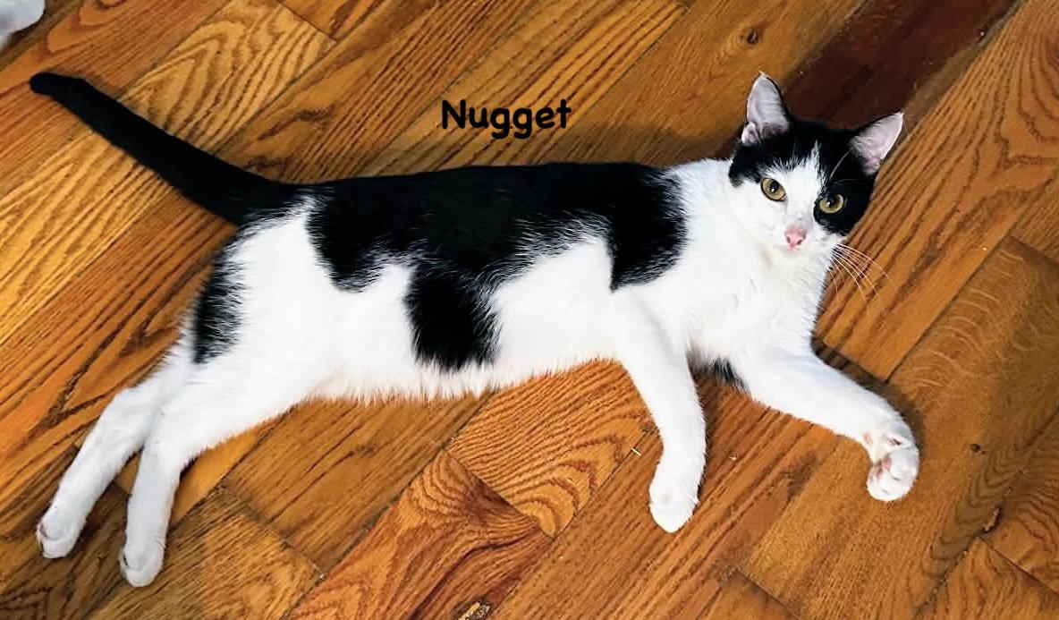 Nugget, a Adoptable mixed breed in Morehead, KY image 2/2
