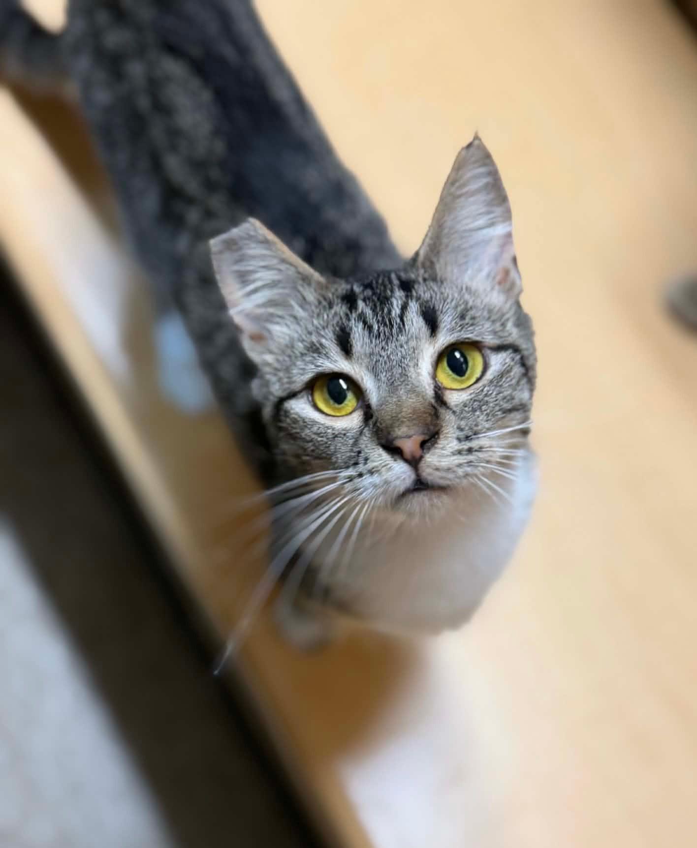 Iris, a ADOPTABLE Tabby in Yuba City, CA image 1/3