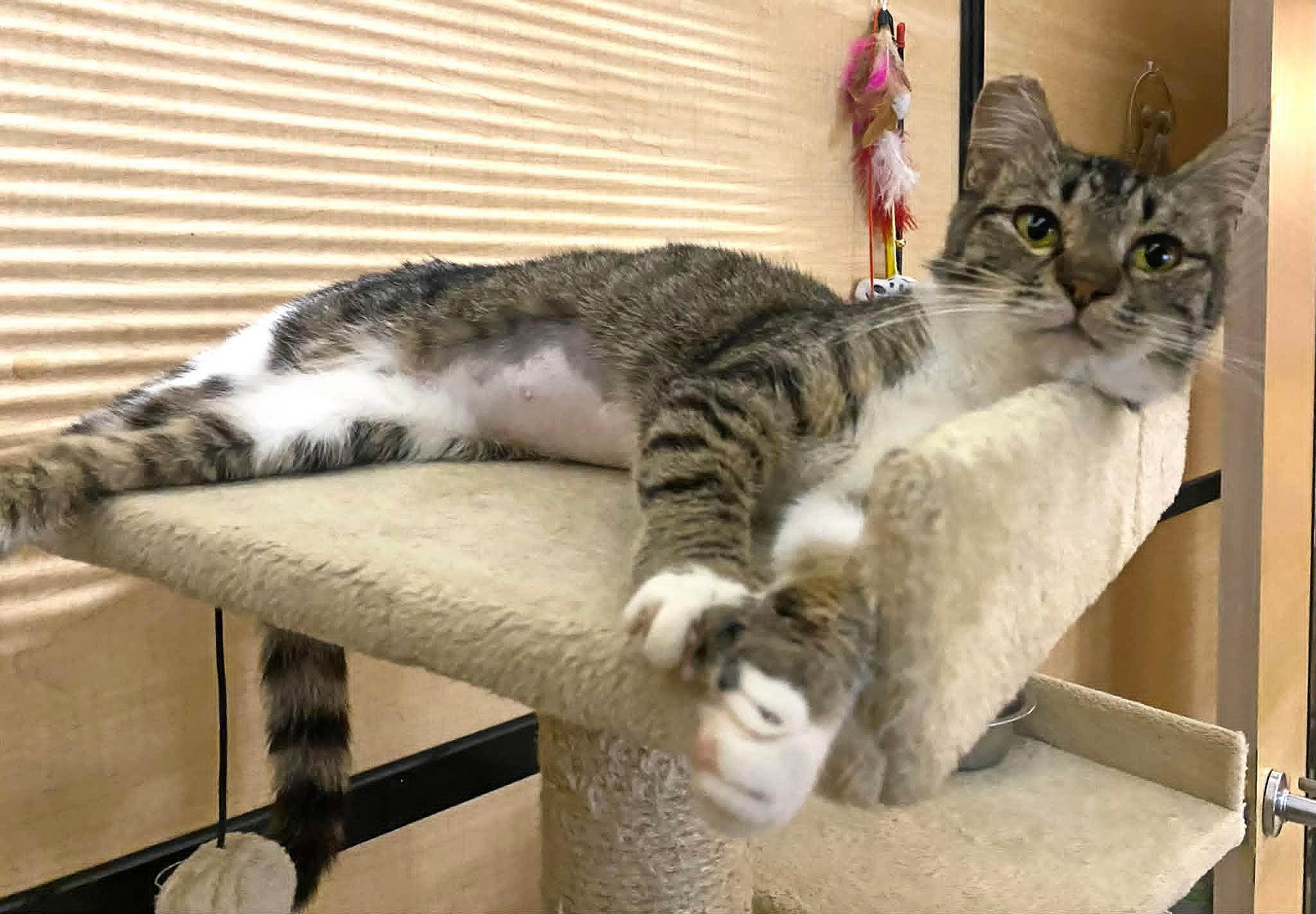 Iris, a ADOPTABLE Tabby in Yuba City, CA image 3/3