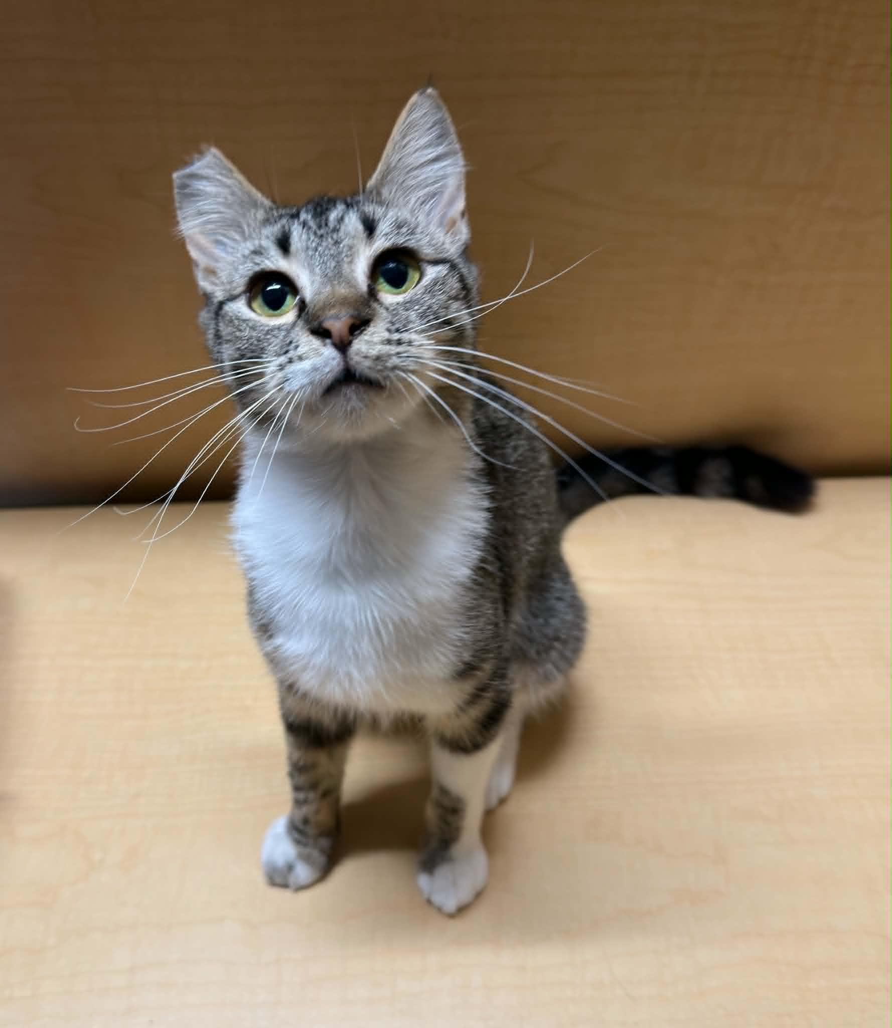 Iris, a ADOPTABLE Tabby in Yuba City, CA image 2/3