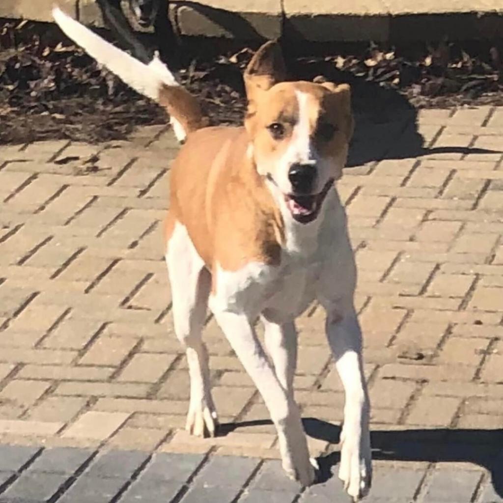 Micah, Adoptable, Adult Male Mixed Breed.