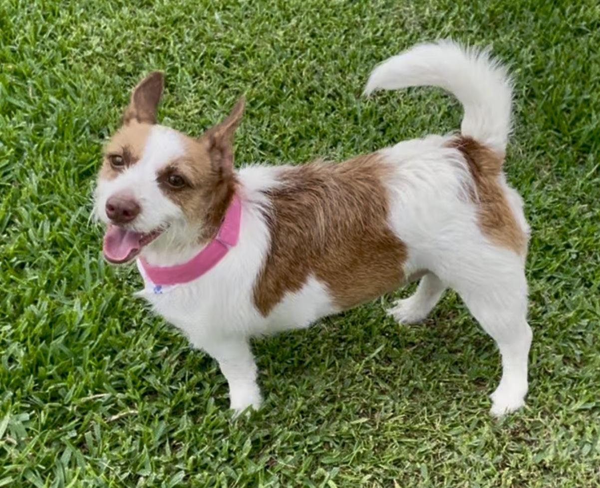 April in Texarkana TX, a Adoptable mixed breed in Texarkana, TX image 3/5