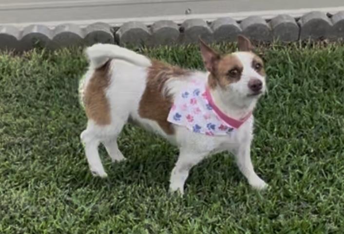 April in Texarkana TX, a Adoptable mixed breed in Texarkana, TX image 4/5