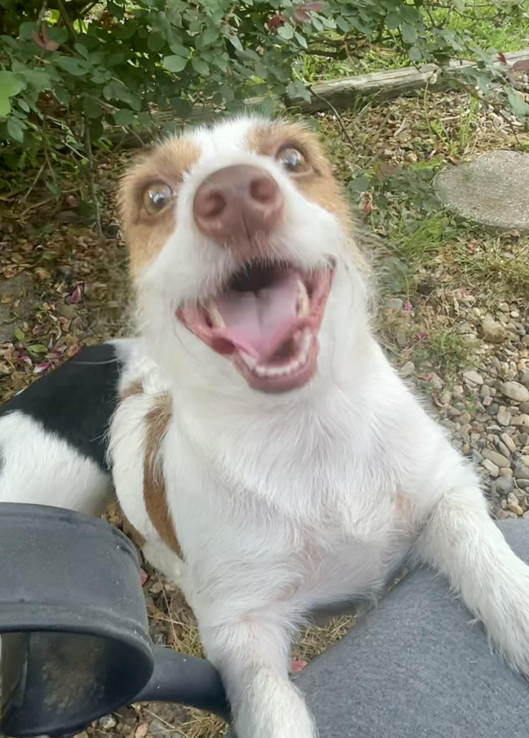 April in Texarkana TX, a Adoptable mixed breed in Texarkana, TX image 5/5