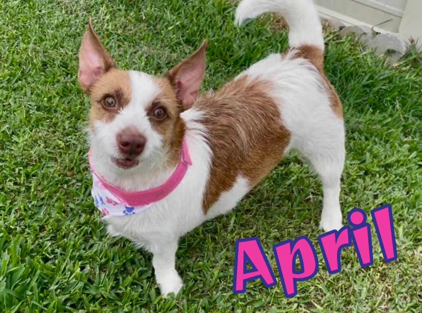 April in Texarkana TX, Adoptable, Adult Female Jack Russell Terrier & Rat Terrier.
