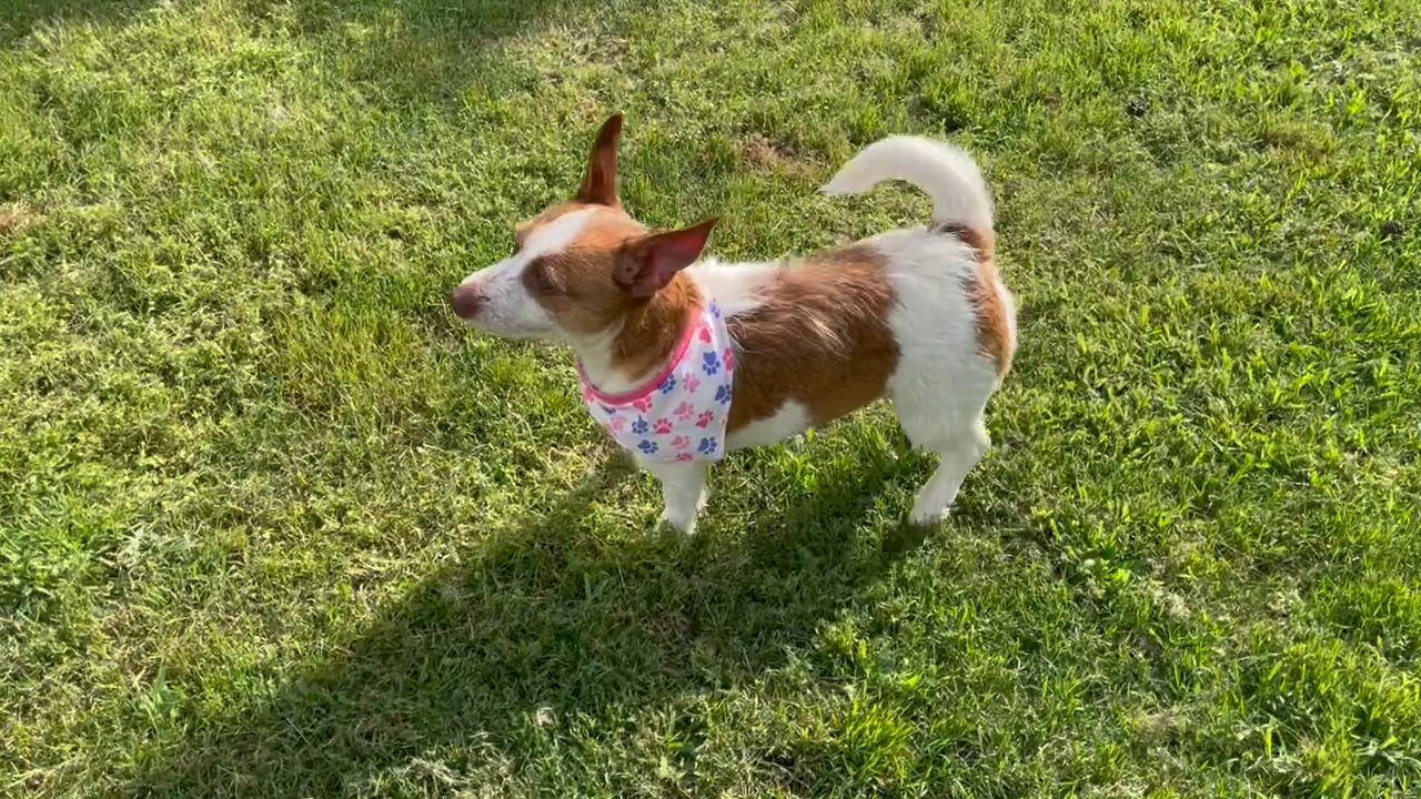 Enlarge April in Texarkana TX, a Adoptable mixed breed in Texarkana, TX video 2/5