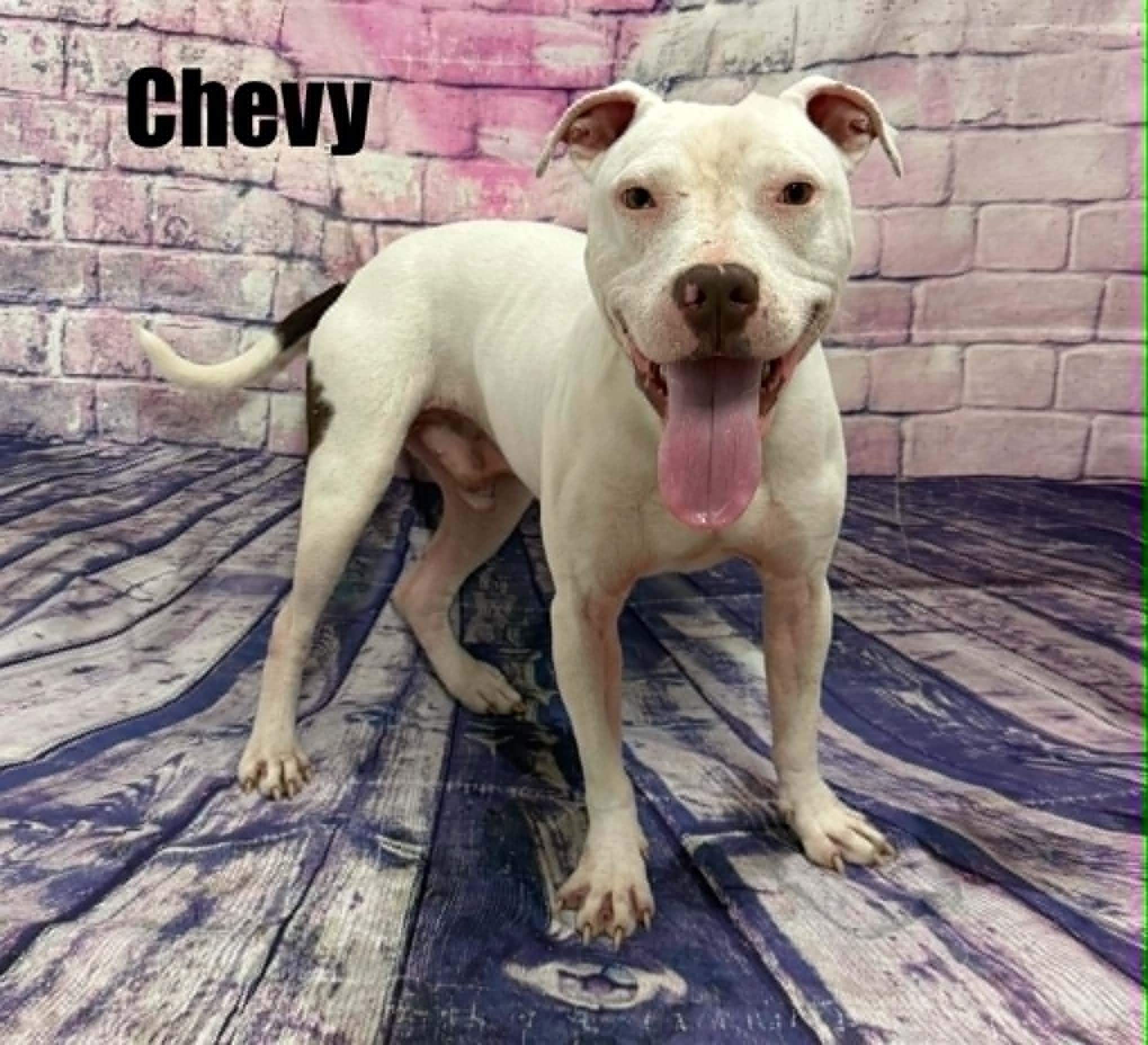 Enlarge Chevy, a Adoptable mixed breed in Quincy, MI image 2/5
