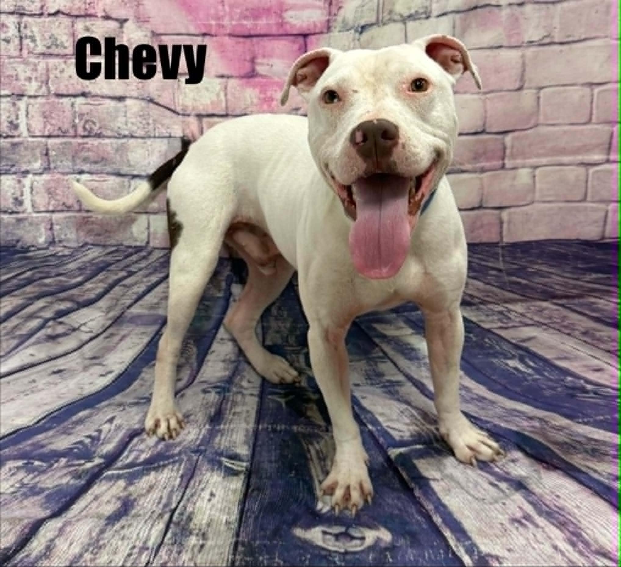 Enlarge Chevy, a Adoptable mixed breed in Quincy, MI image 3/5
