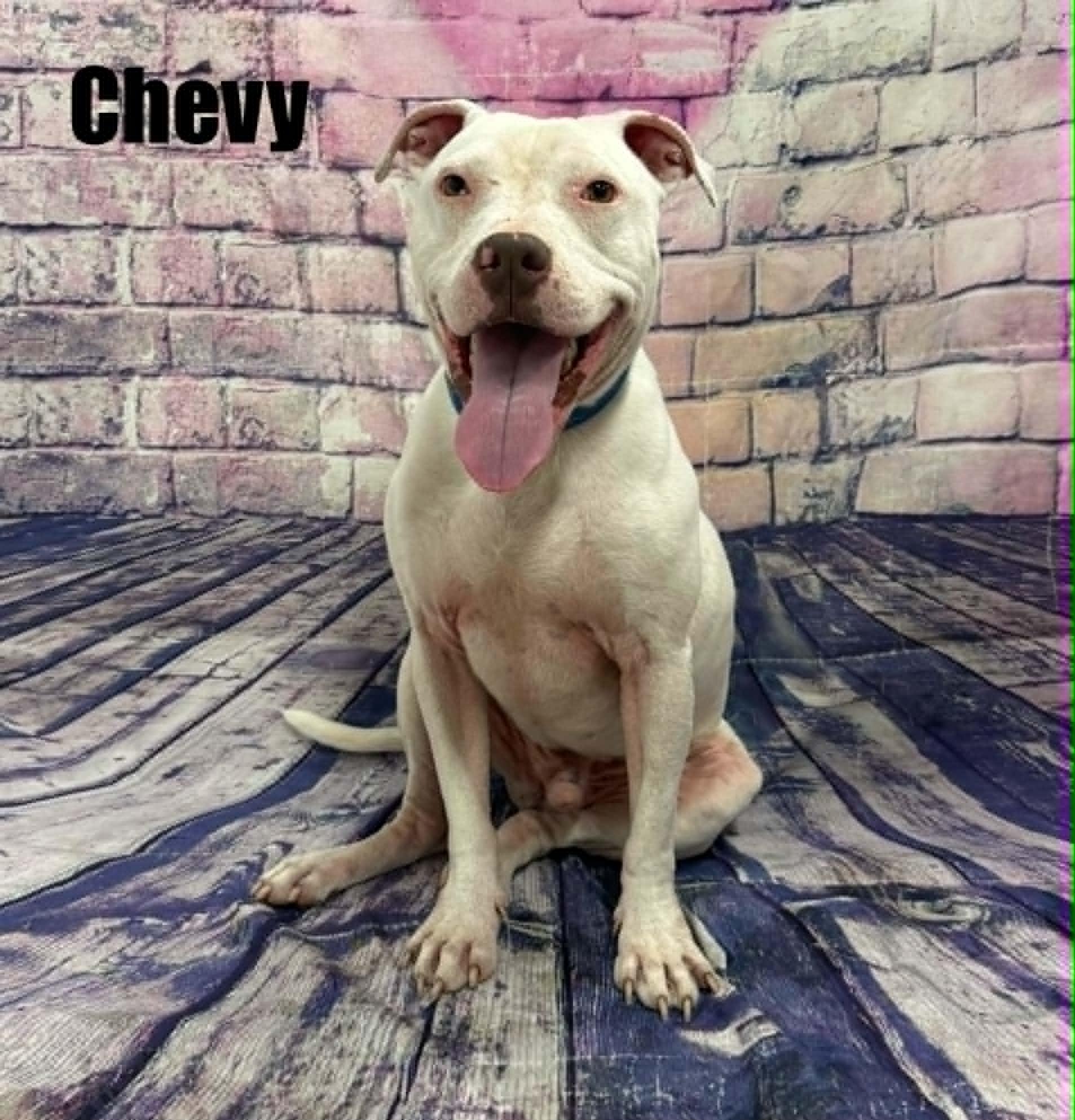 Chevy, Adoptable, Young Male Labrador Retriever & Boxer.