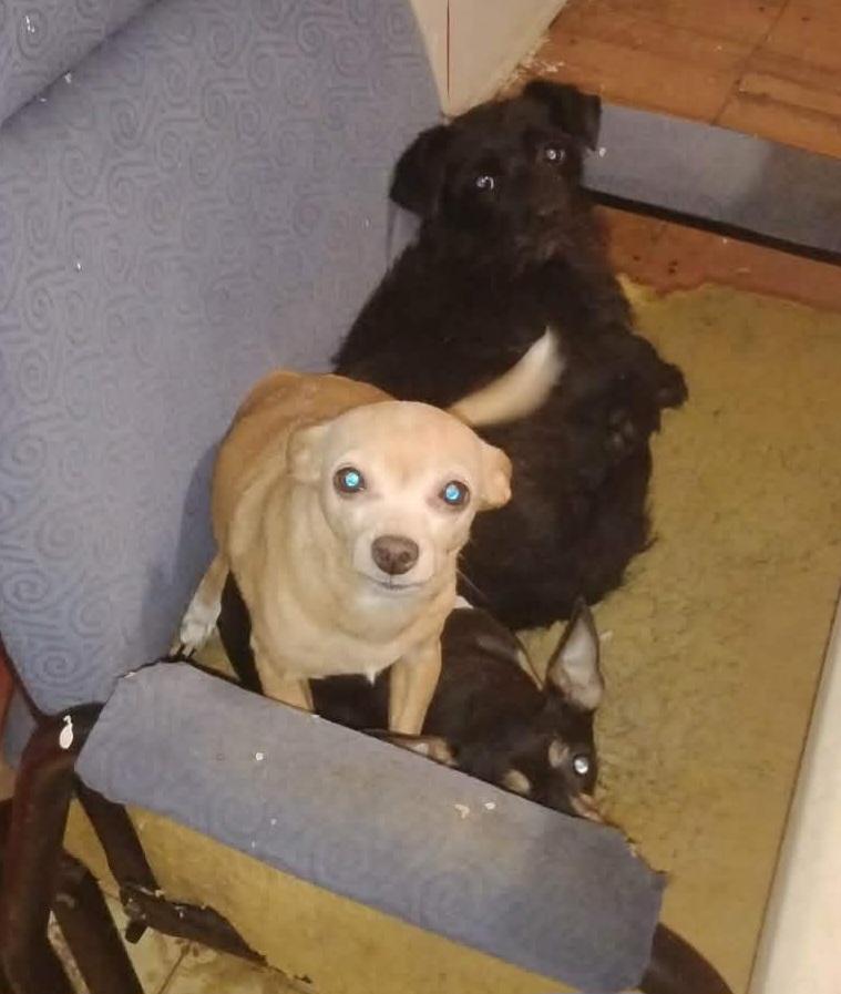 Enlarge Maya, Little Angel, a ADOPTABLE Chihuahua in Toronto, ON image 2/3