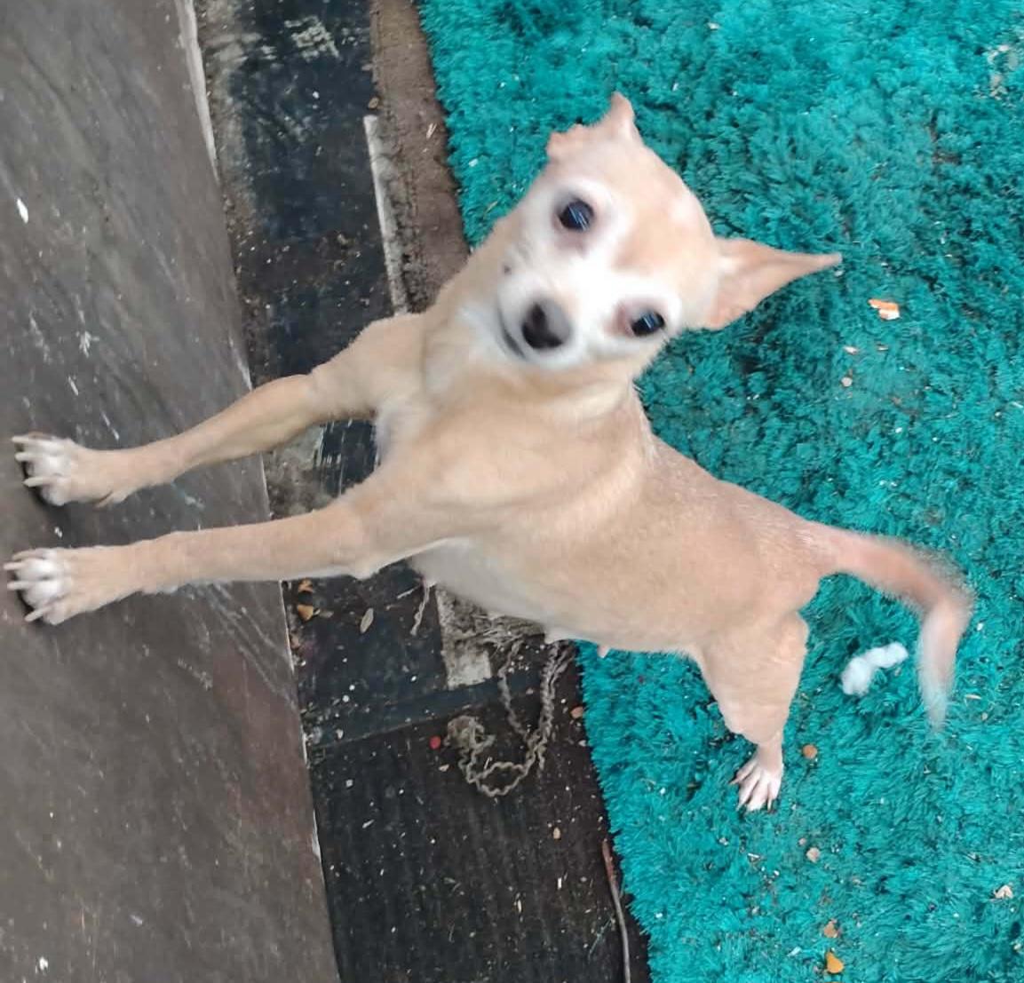 Enlarge Maya, Little Angel, a ADOPTABLE Chihuahua in Toronto, ON image 3/3