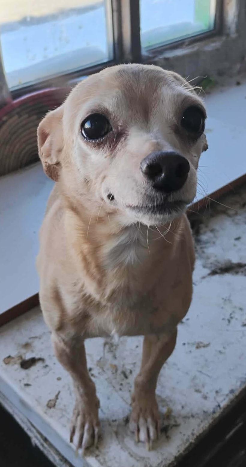Enlarge Maya, Little Angel, a ADOPTABLE Chihuahua in Toronto, ON image 1/3