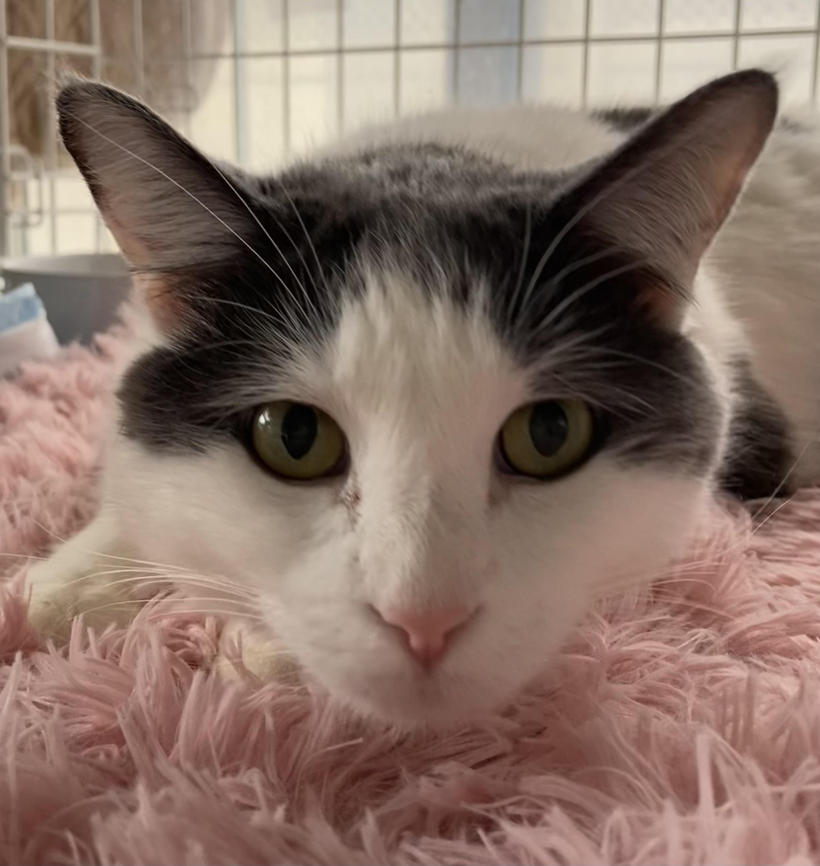 Motek (Sweetheart), a Adoptable mixed breed in Roslyn Heights, NY image 2/4