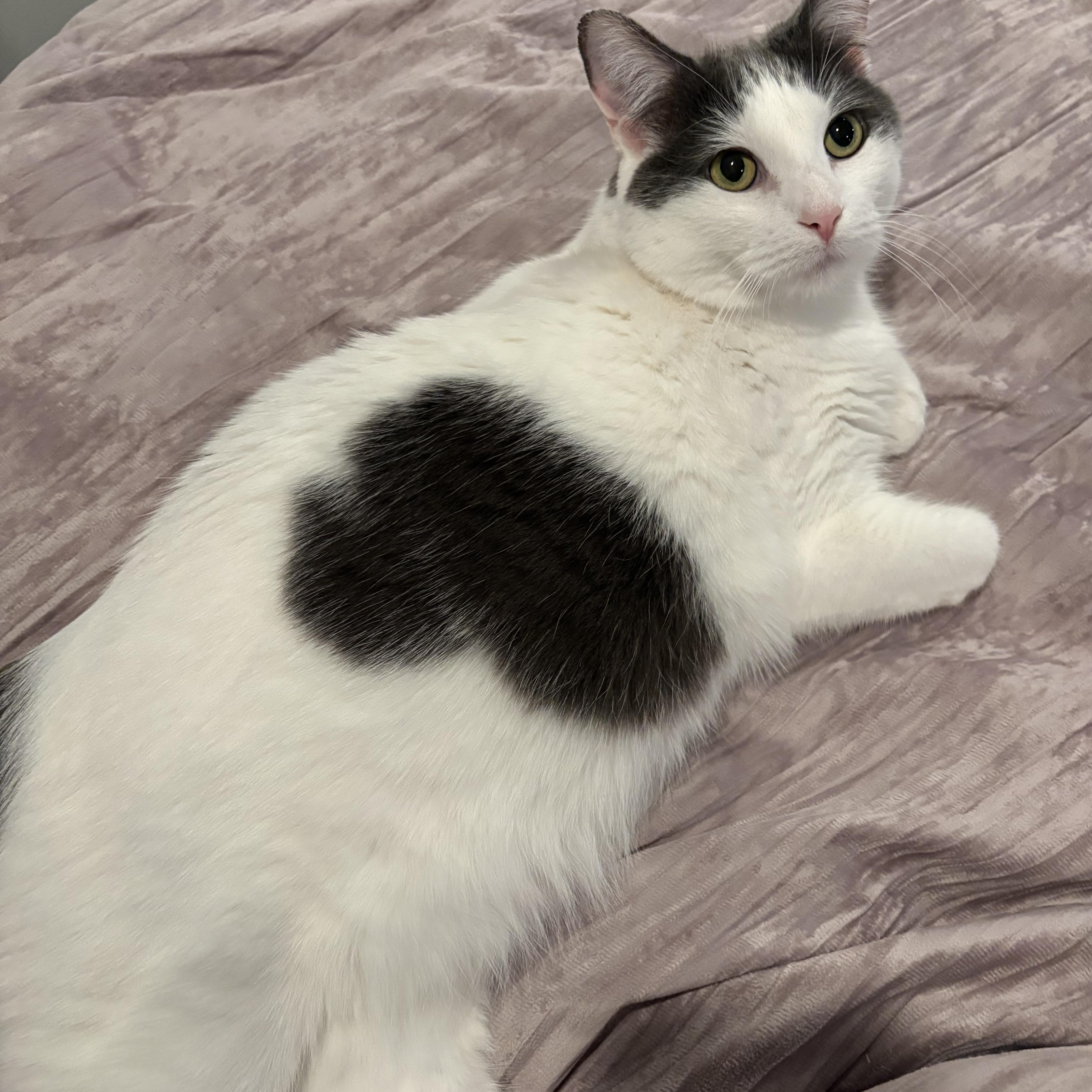 Motek (Sweetheart), Adoptable, Adult Female Domestic Short Hair & Turkish Van.