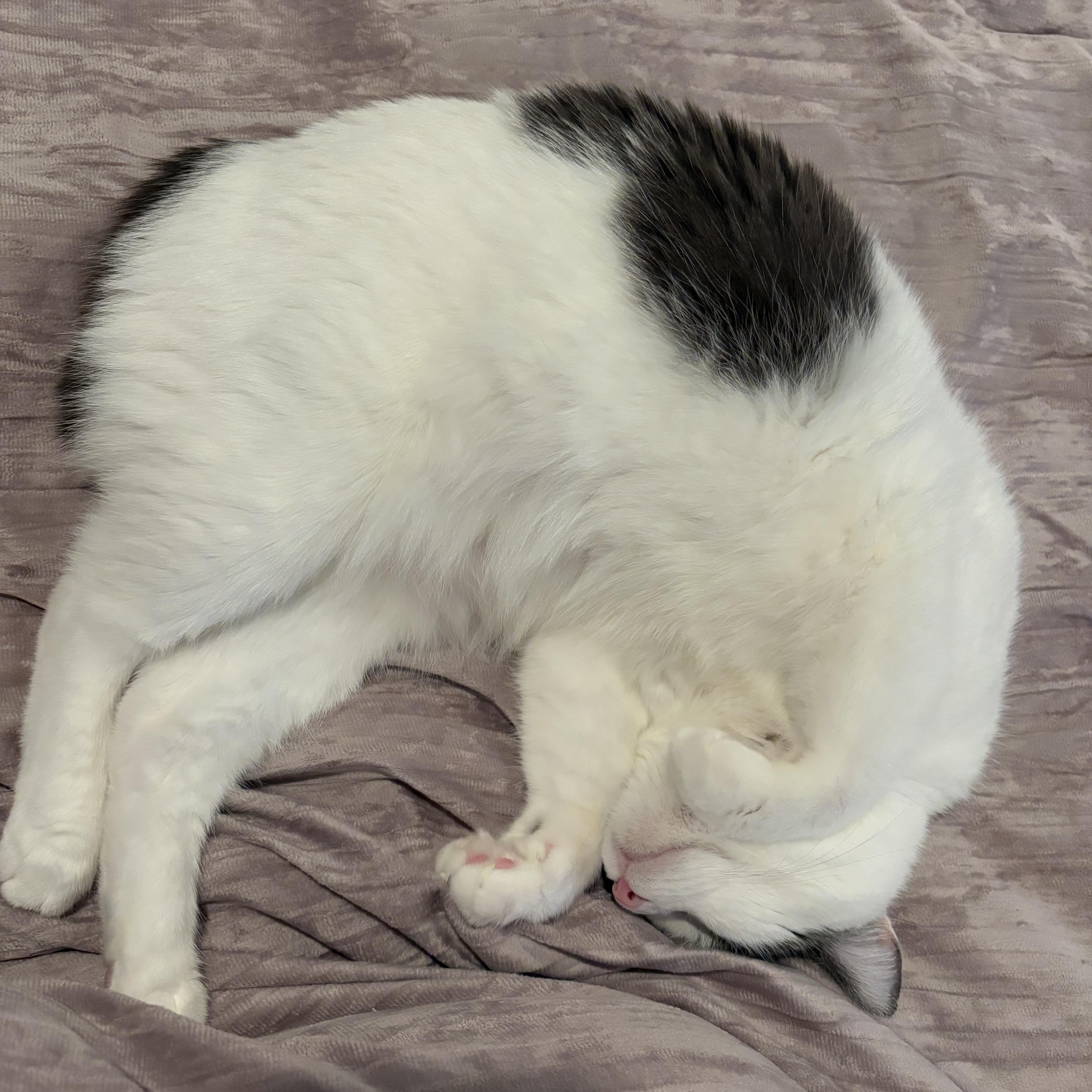 Motek (Sweetheart), a Adoptable mixed breed in Roslyn Heights, NY image 3/4