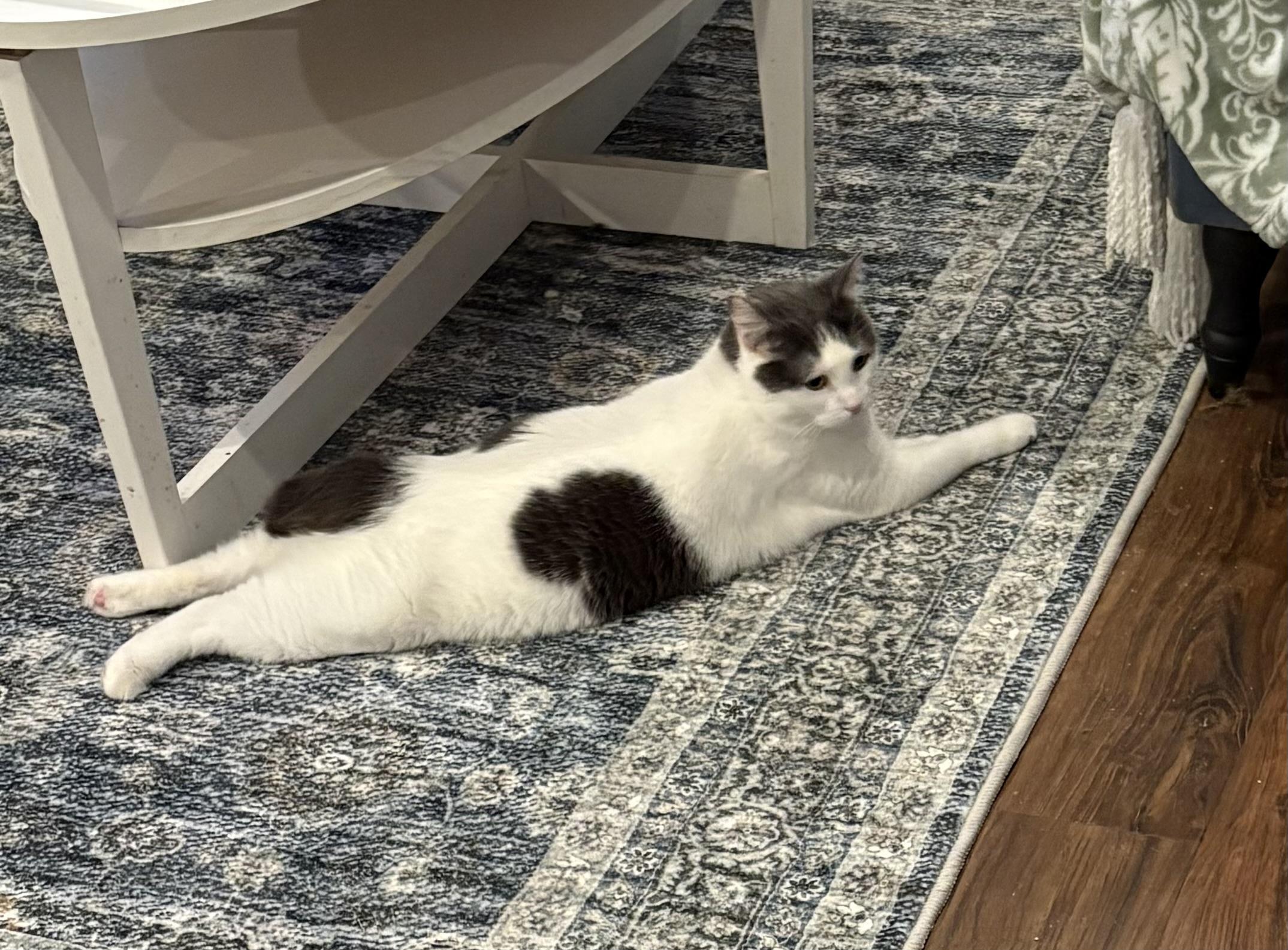 Motek (Sweetheart), a Adoptable mixed breed in Roslyn Heights, NY image 4/4