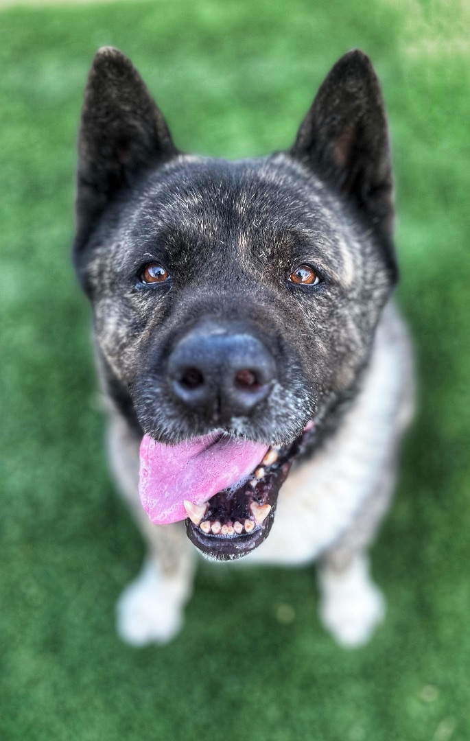 Enlarge Neiko, a Adoptable Akita in Lubbock, TX image 4/6