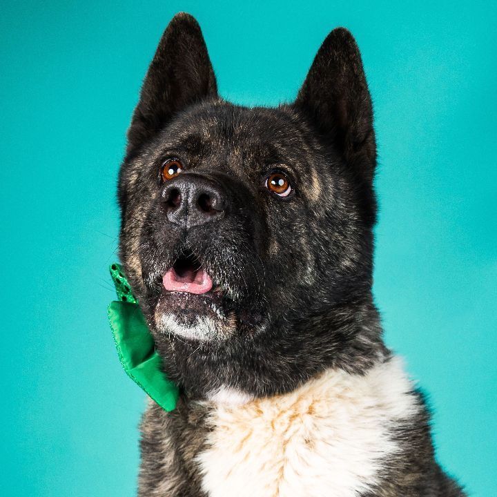 Neiko, Adoptable, Senior Male Akita.