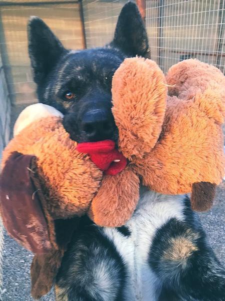 Enlarge Neiko, a Adoptable Akita in Lubbock, TX image 5/6