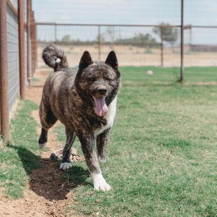 Enlarge Neiko, a Adoptable Akita in Lubbock, TX image 6/6