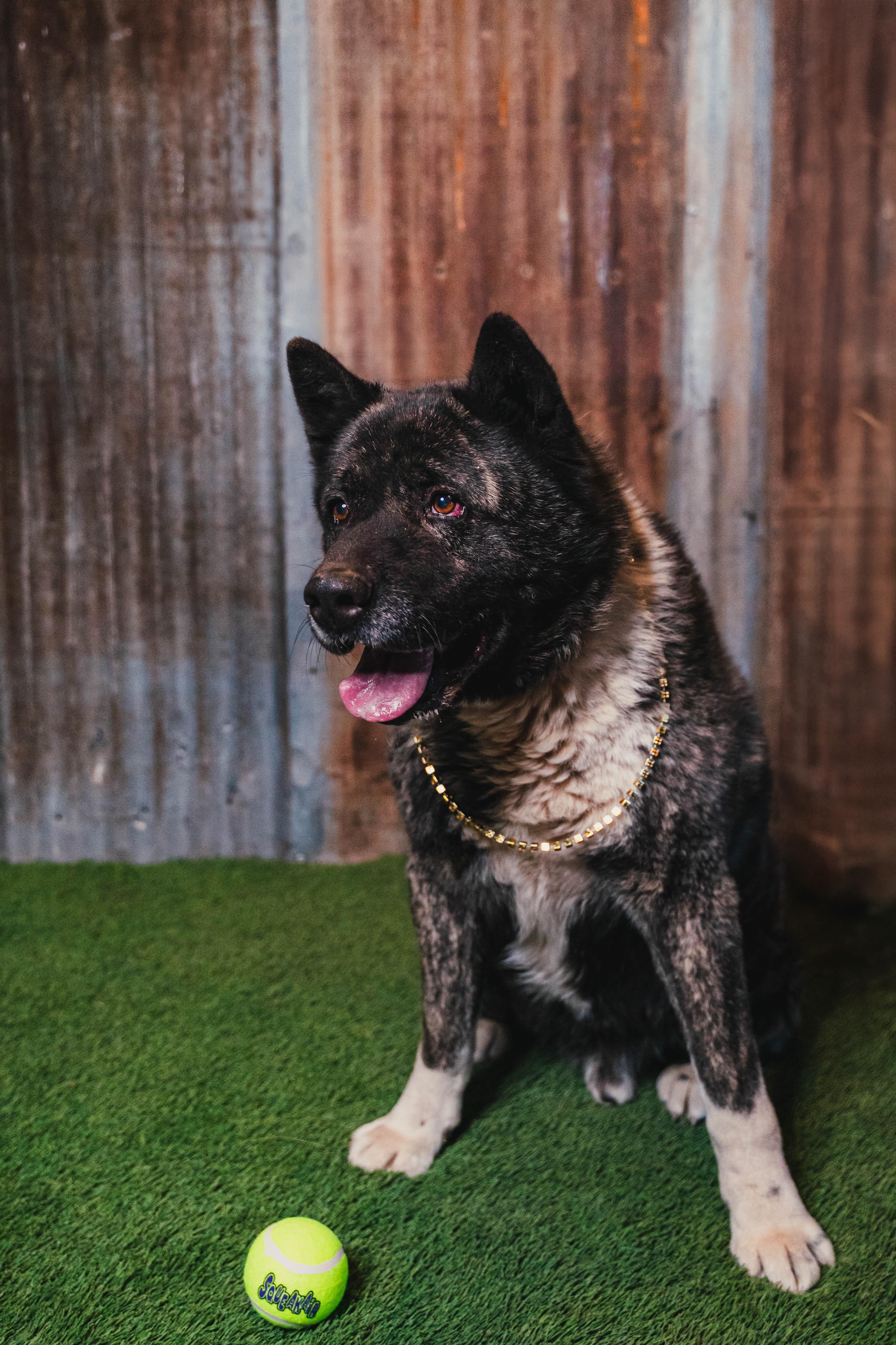 Enlarge Neiko, a Adoptable Akita in Lubbock, TX image 1/6