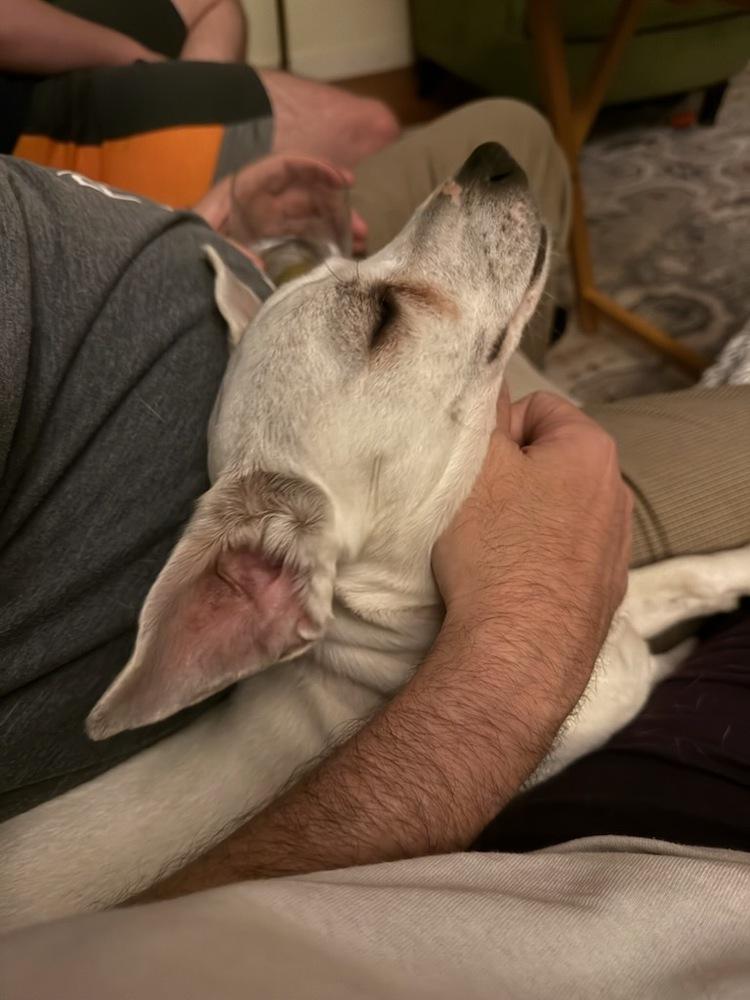 Kevin, a Adoptable mixed breed in Claremont, CA image 1/6