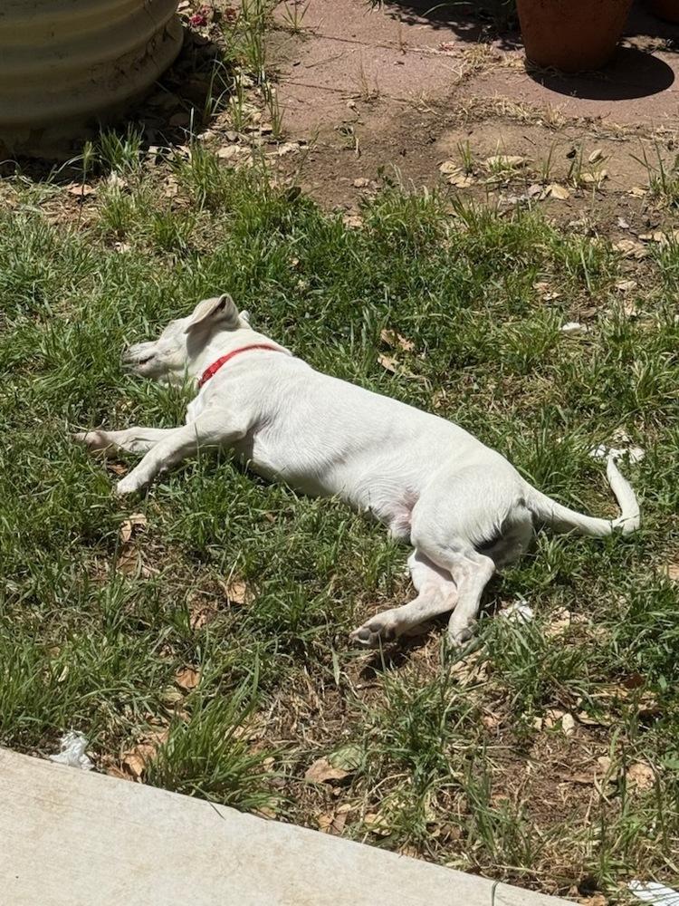 Kevin, a Adoptable mixed breed in Claremont, CA image 2/6