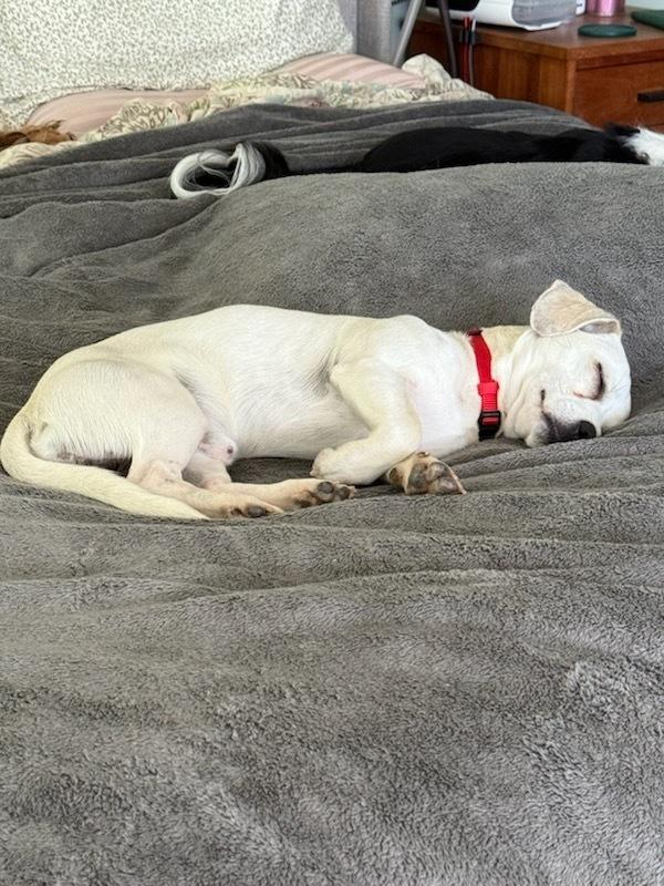 Kevin, a Adoptable mixed breed in Claremont, CA image 3/6