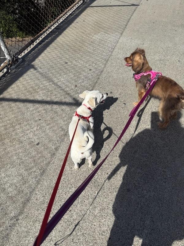 Kevin, a Adoptable mixed breed in Claremont, CA image 4/6