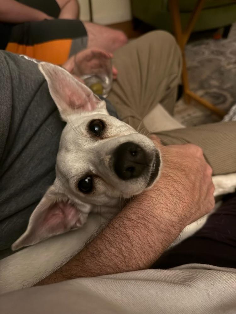 Kevin, a Adoptable mixed breed in Claremont, CA image 5/6