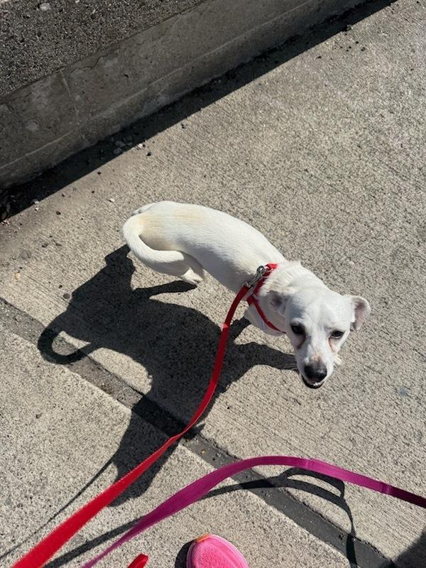 Kevin, a Adoptable mixed breed in Claremont, CA image 6/6