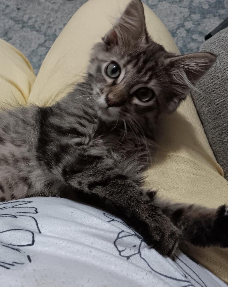 Crunchwrap Supreme, Adoptable, Kitten Female Domestic Medium Hair.
