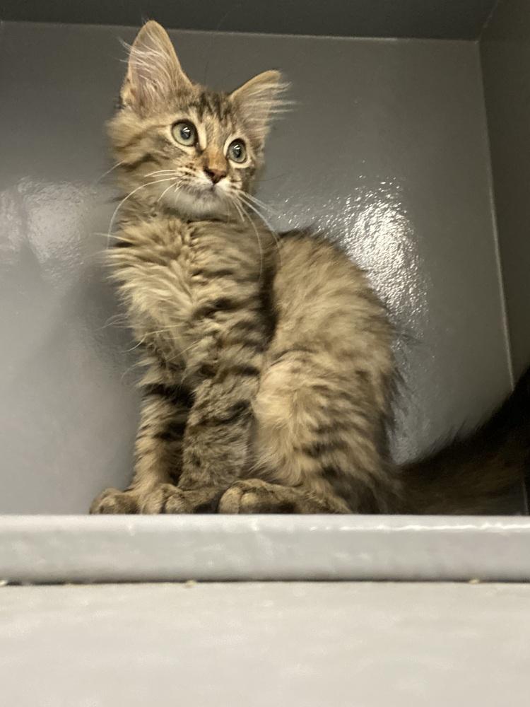 Enlarge Crunchwrap Supreme, a Adoptable Domestic Medium Hair in Clarksville, TN image 2/3