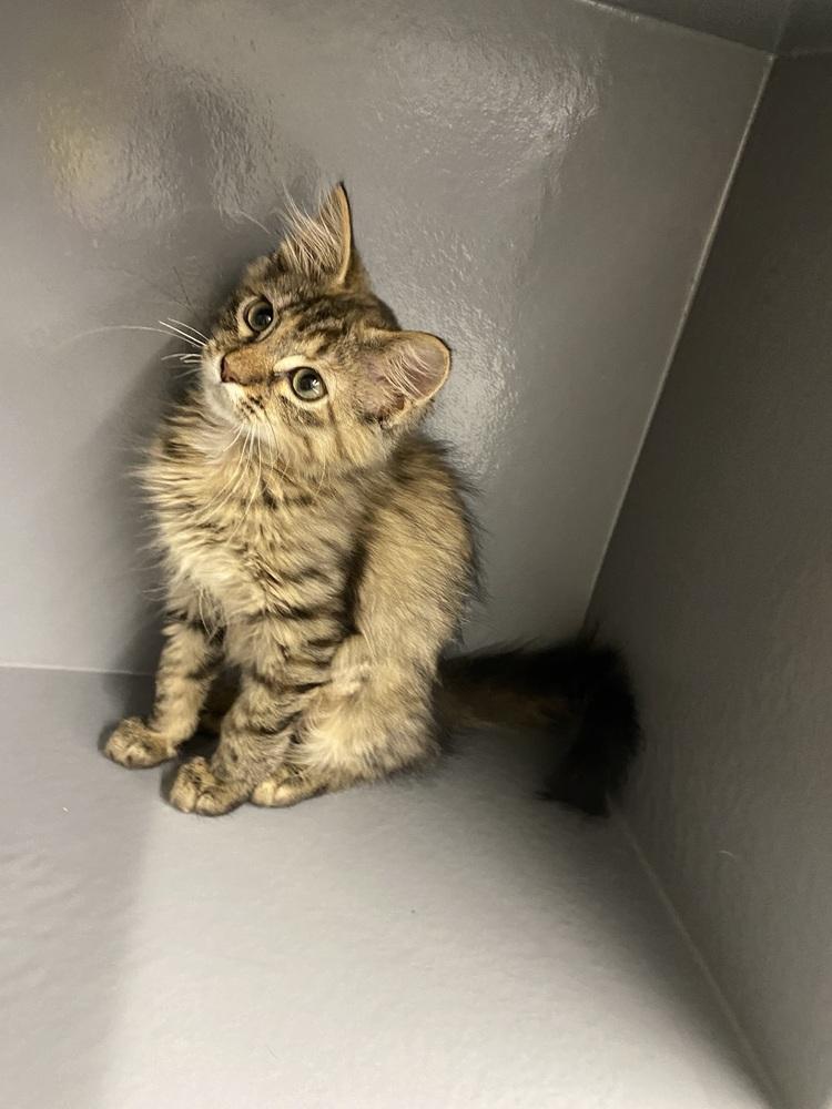 Enlarge Crunchwrap Supreme, a Adoptable Domestic Medium Hair in Clarksville, TN image 3/3