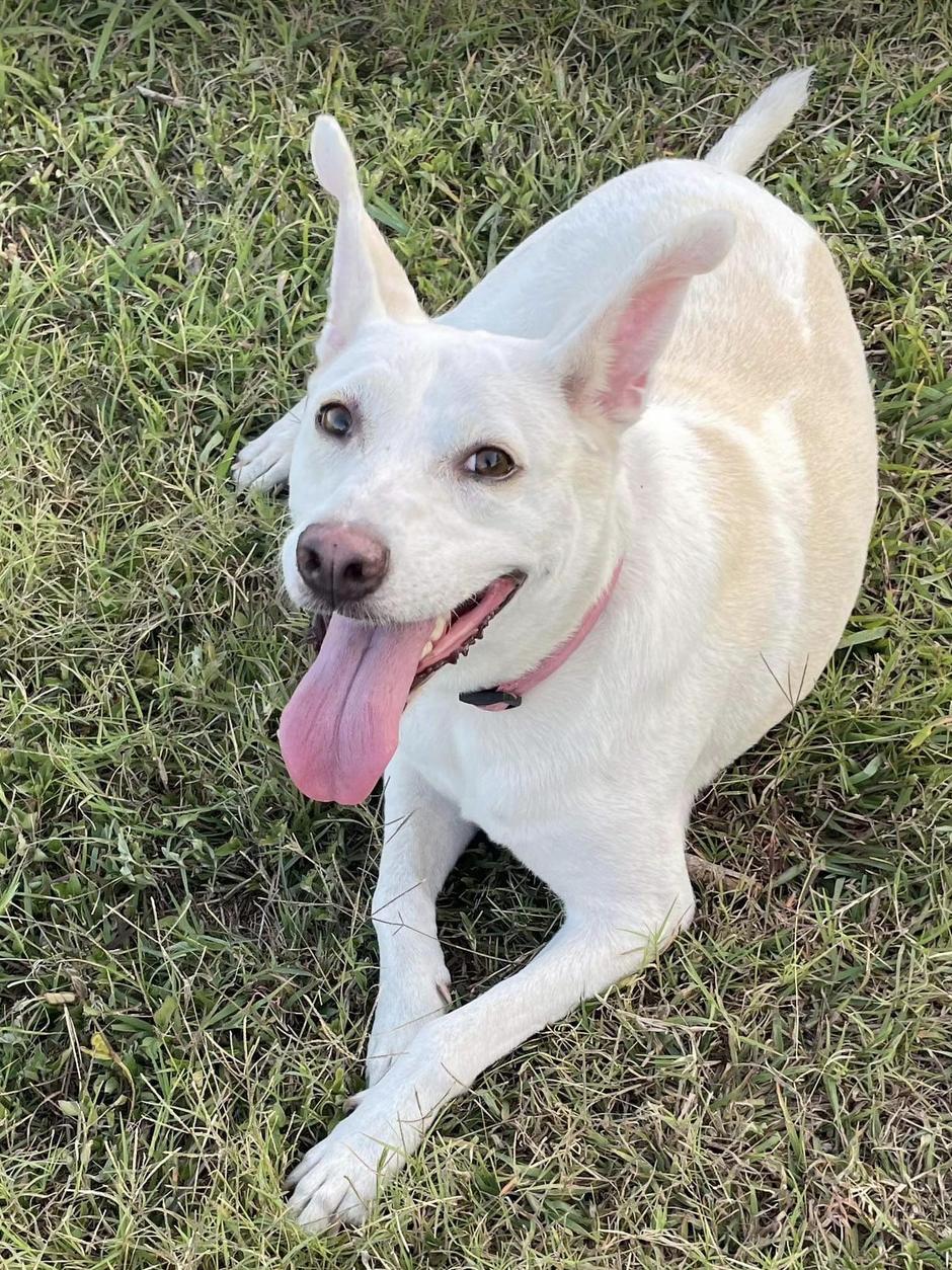 Coty (TX), a Adoptable Labrador Retriever in Austin , TX image 5/5