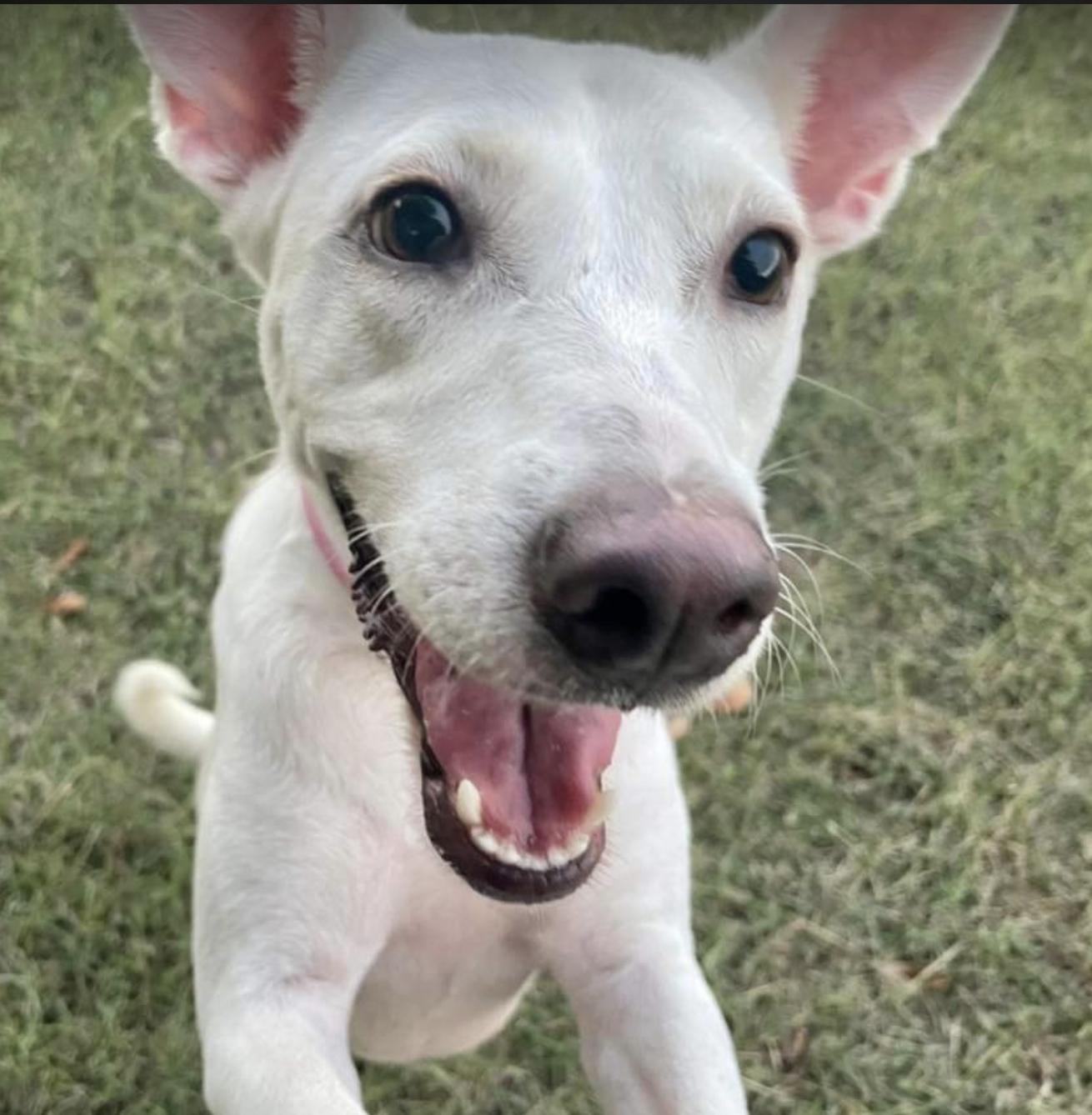 Coty (TX), a Adoptable Labrador Retriever in Austin , TX image 3/5