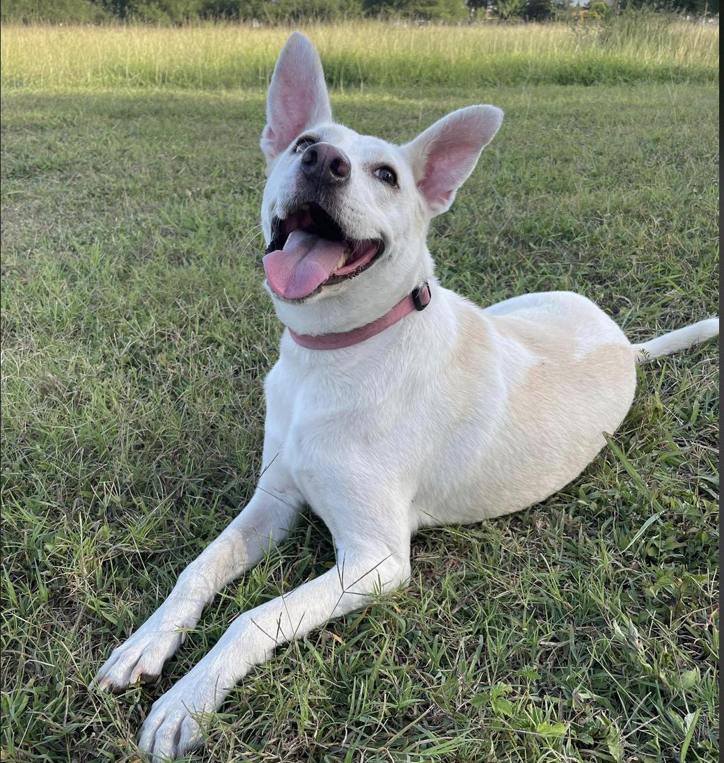 Coty (TX), a Adoptable Labrador Retriever in Austin , TX image 4/5