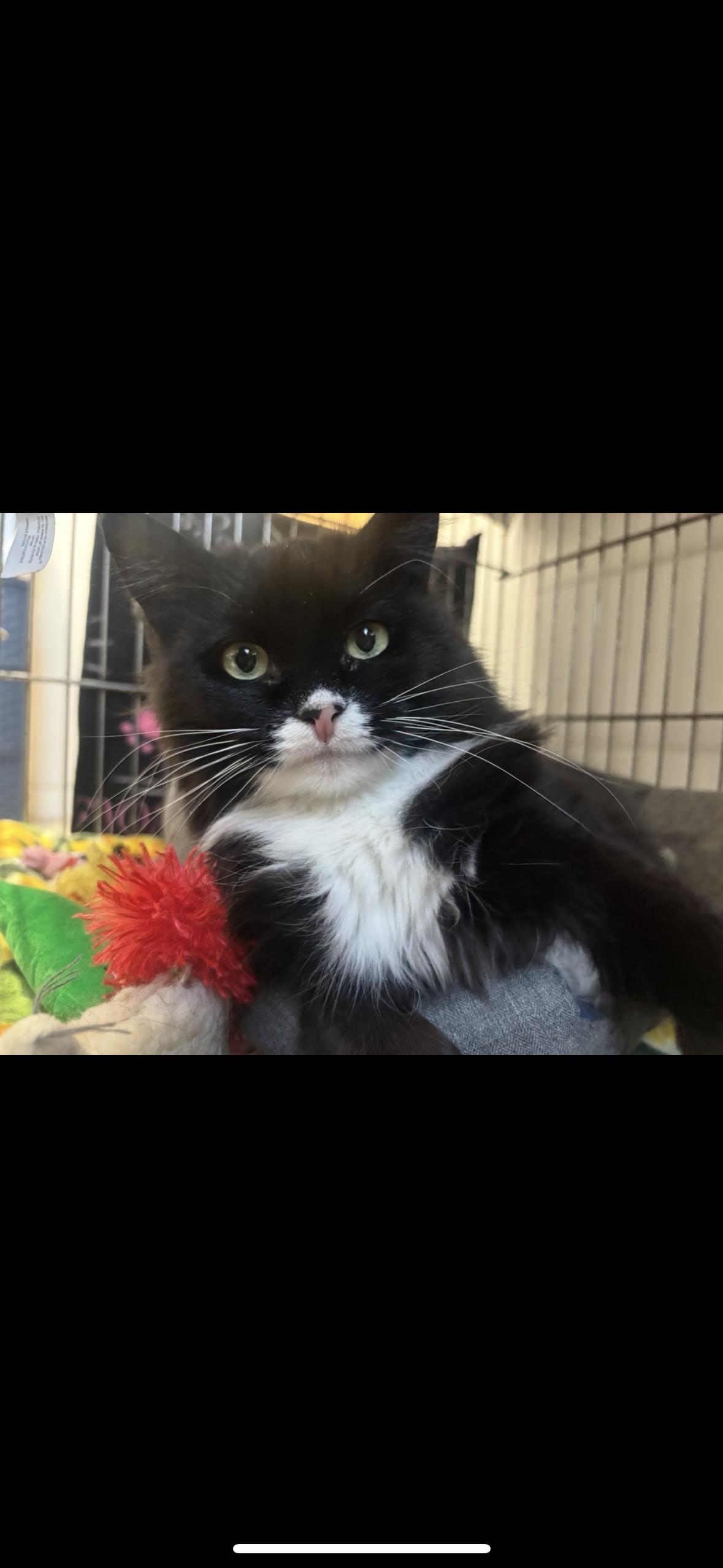 Enlarge Kaiya- Miss Independent, a ADOPTABLE Domestic Medium Hair in Manchester, NH image 2/3