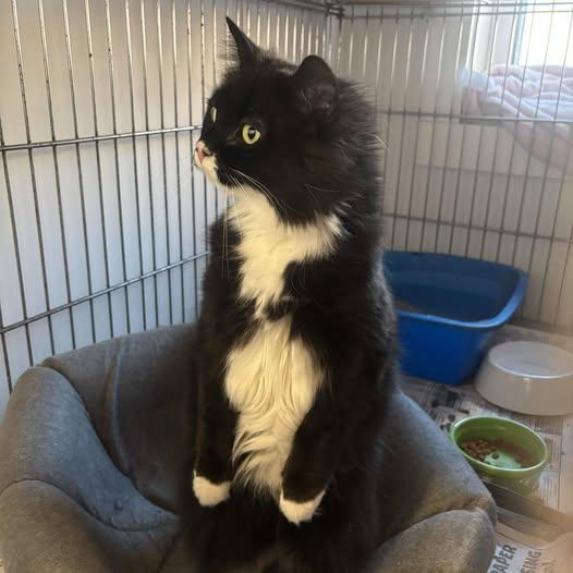 Enlarge Kaiya- Miss Independent, a ADOPTABLE Domestic Medium Hair in Manchester, NH image 2/4