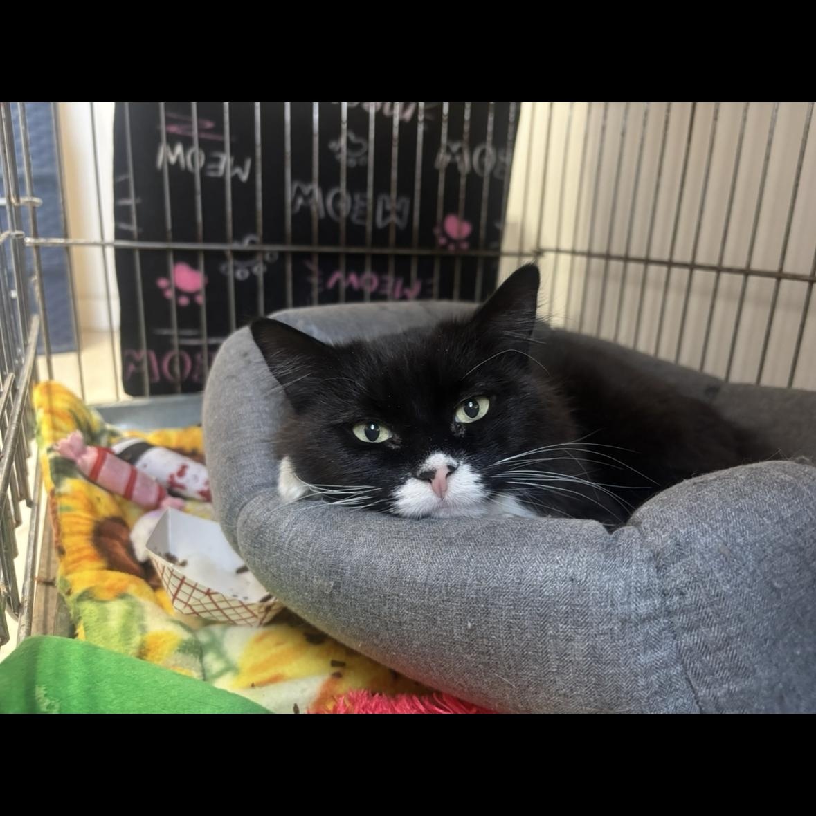 Kaiya- Miss Independent, ADOPTABLE, Senior Female Domestic Medium Hair.