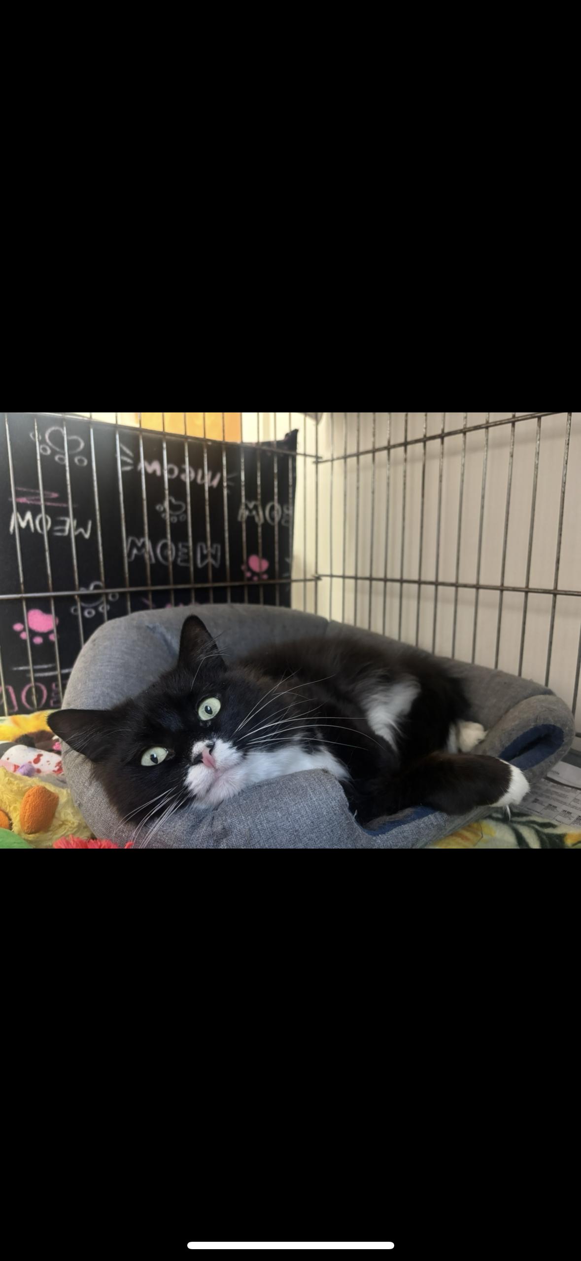 Enlarge Kaiya- Miss Independent, a ADOPTABLE Domestic Medium Hair in Manchester, NH image 3/3