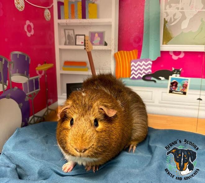 Ursula, Adoptable, Young Female Guinea Pig.
