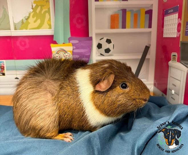 Ursula, a Adoptable Guinea Pig in Huntington, WV image 2/4