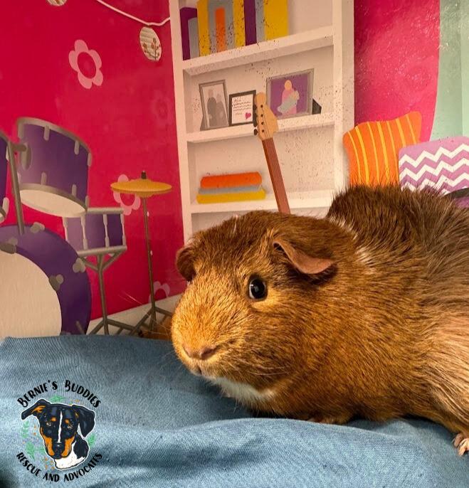 Ursula, a Adoptable Guinea Pig in Huntington, WV image 3/4