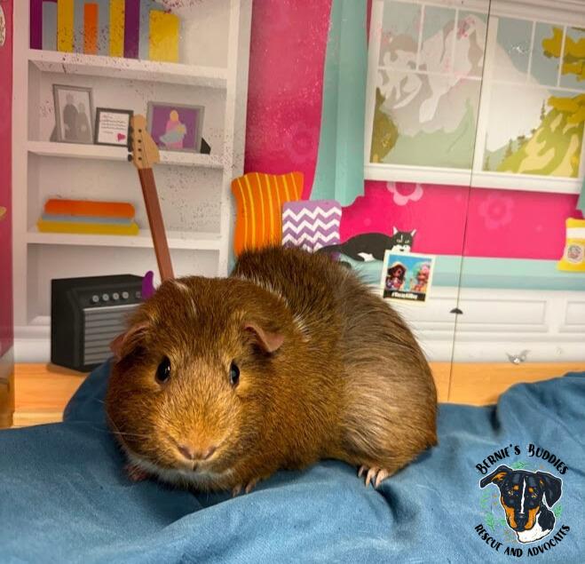 Ursula, a Adoptable Guinea Pig in Huntington, WV image 4/4