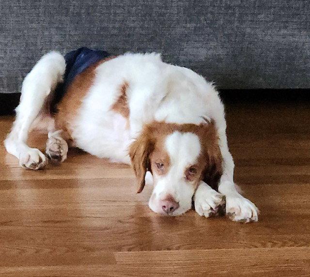 Enlarge KY/Chance, a Adopted Brittany Spaniel in Baldwinsville, NY image 1/3