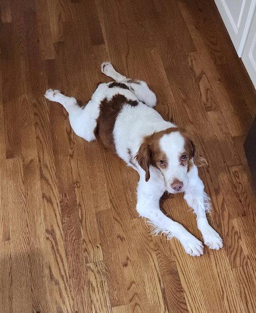 Enlarge KY/Chance, a Adopted Brittany Spaniel in Baldwinsville, NY image 3/3
