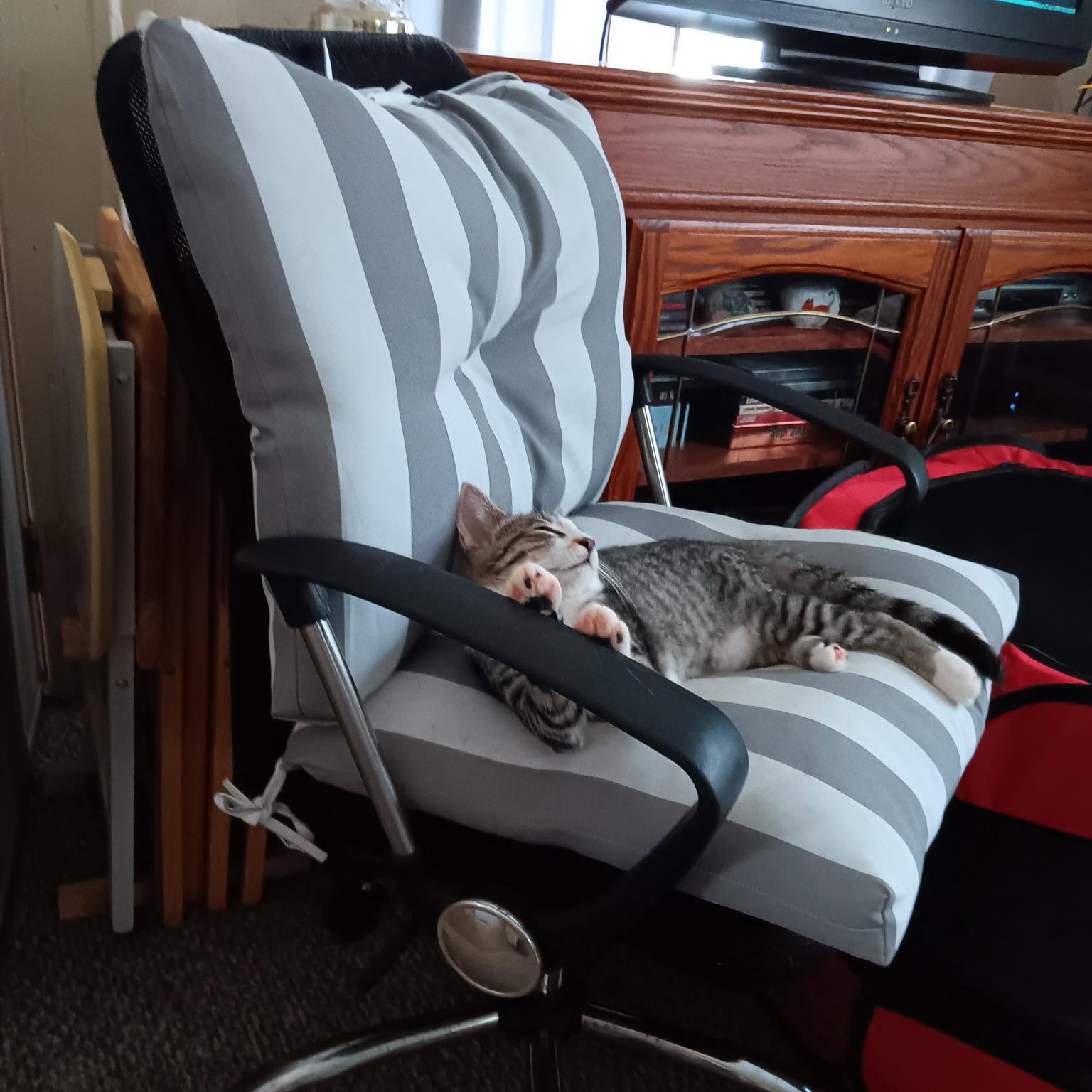 Snuggles, Adoptable, Young Female Domestic Short Hair.