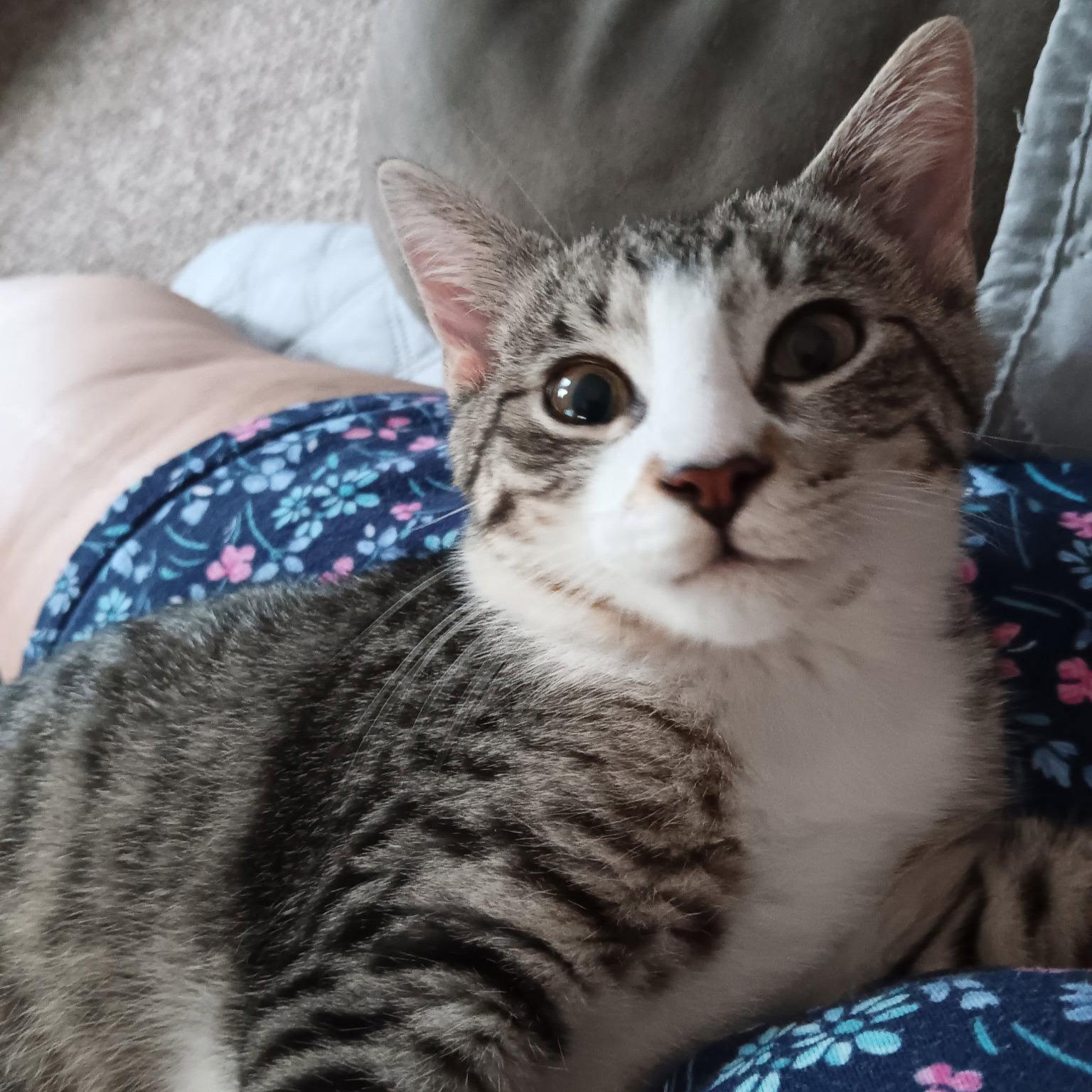 Enlarge Snuggles, a Adoptable Domestic Short Hair in Akron, OH image 2/3