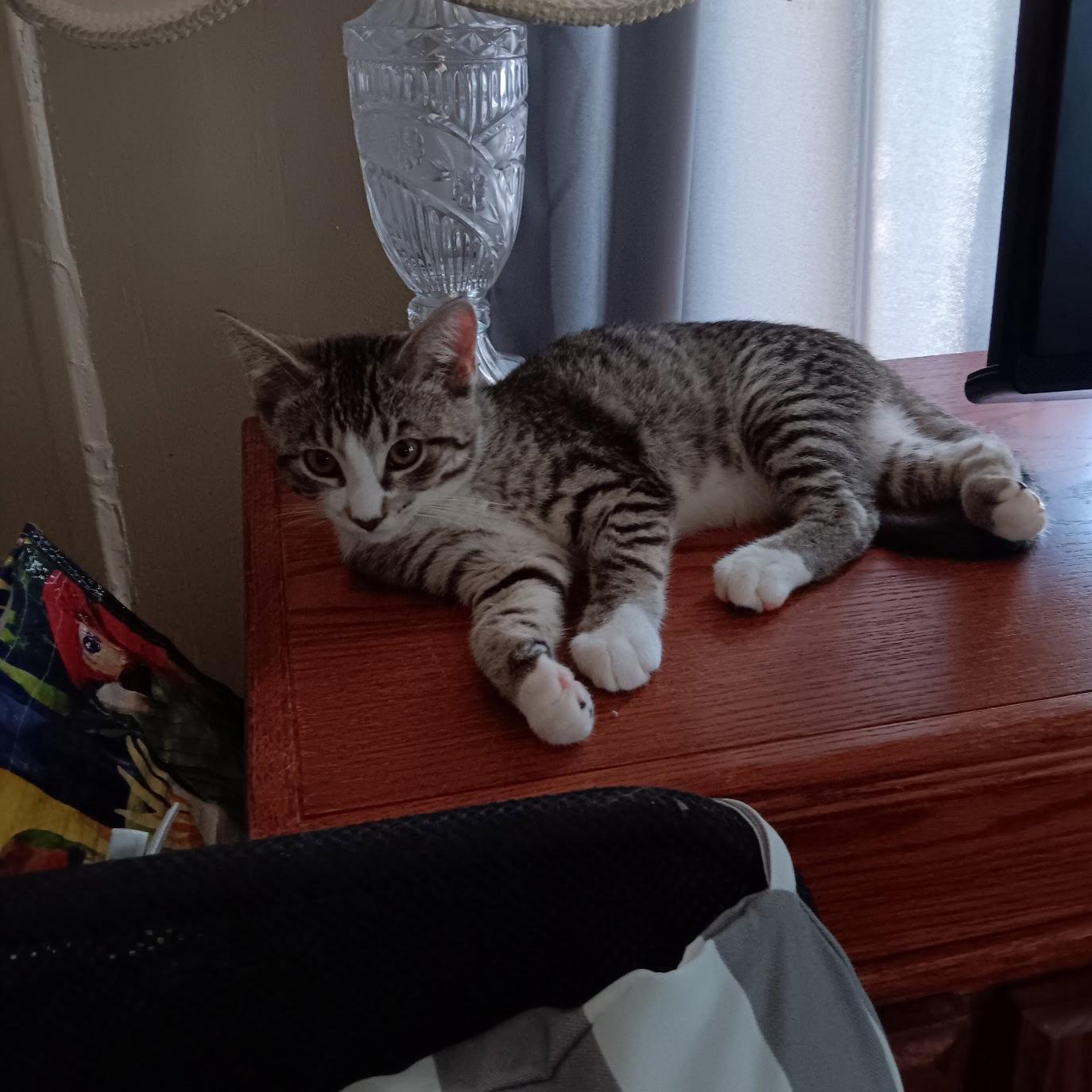 Enlarge Snuggles, a Adoptable Domestic Short Hair in Akron, OH image 3/3